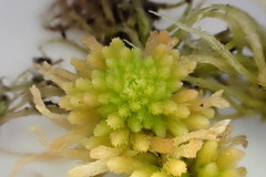Sphagnum recurvum