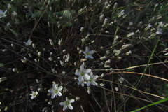 Minuartia setacea