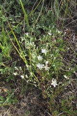 Minuartia setacea
