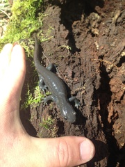 Ambystoma jeffersonianum