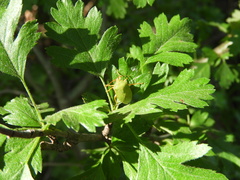 Sinopla perpunctatus