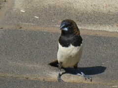 Lonchura leucogastroides