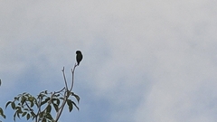 Eupsittula nana