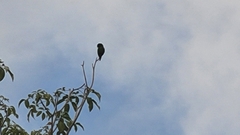 Eupsittula nana
