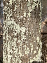 Physcia americana