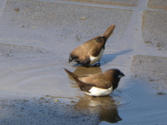 Lonchura leucogastroides