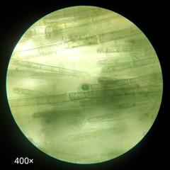 Acrochaetiaceae