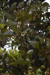 Phoradendron robustissimum