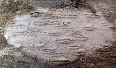 Rinodina