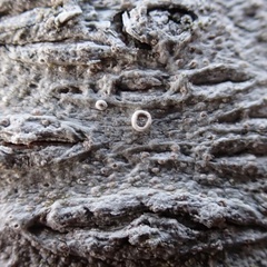 Rinodina