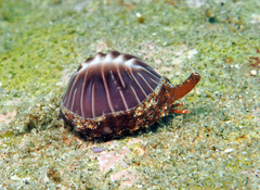 Pseudopusula californiana