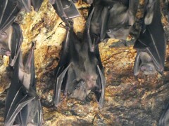 Rousettus amplexicaudatus