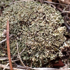 Cladonia strepsilis