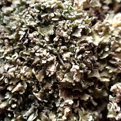 Cladonia strepsilis