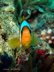 Amphiprion bicinctus