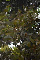 Phoradendron robustissimum