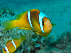 Amphiprion bicinctus