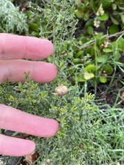 Rhopalomyia californica
