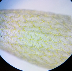 Sphagnum tenellum