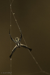 Argiope argentata