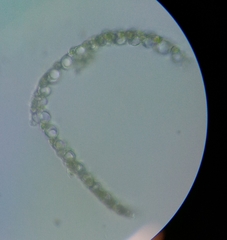 Sphagnum tenellum