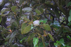 Phoradendron robustissimum