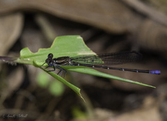 Argia pocomana