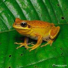 Boana prasina