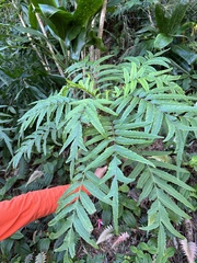 Cyanea grimesiana