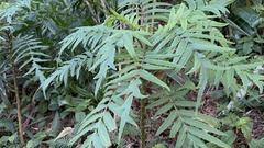 Cyanea grimesiana