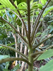Cyanea grimesiana