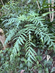 Cyanea grimesiana