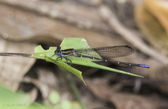 Argia pocomana