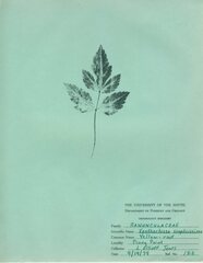 Xanthorhiza simplicissima