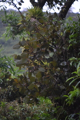 Phoradendron robustissimum