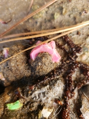 Leotiomycetes