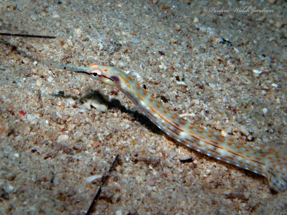 Gilded pipefish