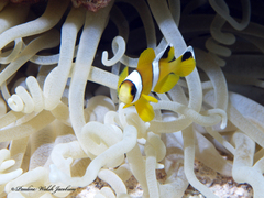 Amphiprion bicinctus