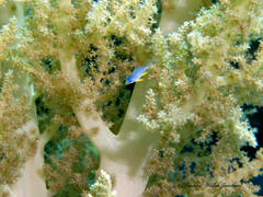 Amblyglyphidodon indicus
