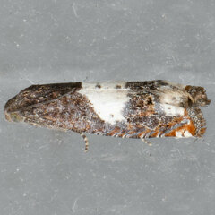 Epiblema benignata