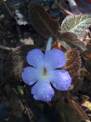 Episcia lilacina