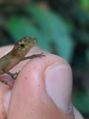 Anolis osa