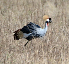 Balearica regulorum