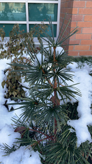 Sciadopitys verticillata