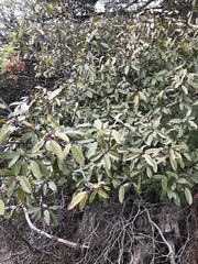 Frangula californica