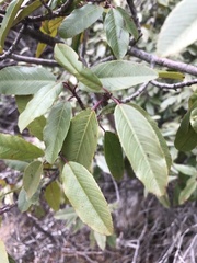 Frangula californica