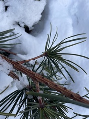 Sciadopitys verticillata