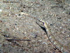 Corythoichthys schultzi