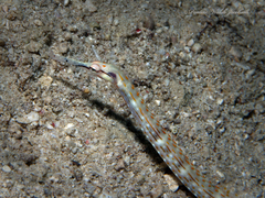 Corythoichthys schultzi