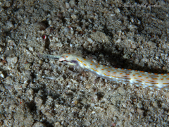 Corythoichthys schultzi